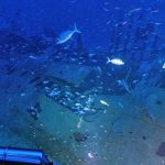 Seabourn Pursuit גילתה שרידי ספינה ממלחמת העולם הראשונה