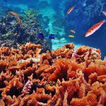 MSC Foundation תומכת במחקר על מיני אלמוגים בסכנת הכחדה