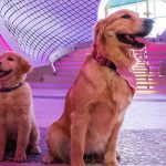 Sailor – קצין הכלבים הראשי החדש של Star of the Seas