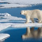 פוננט חוצה גבולות: הפלגות קצרות לקוטב הצפוני ב־2027