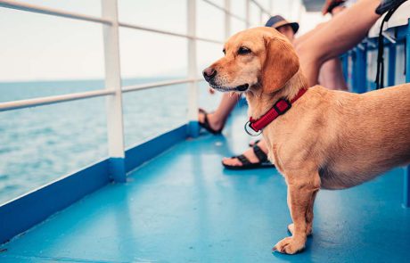 קרוז מיוחד וידידותי לחיות מחמד יוצא בקרוב מטאמפה, פלורידה