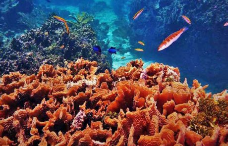 MSC Foundation תומכת במחקר על מיני אלמוגים בסכנת הכחדה