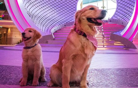 Sailor – קצין הכלבים הראשי החדש של Star of the Seas