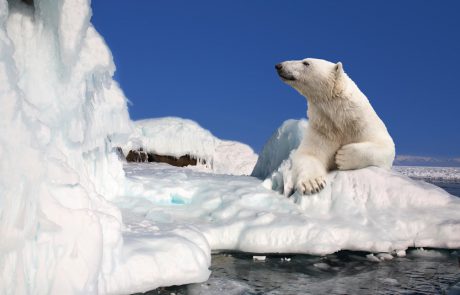 דוב קוטב נורה ומאבטח נפצע בספיטסברגן נורבגיה
